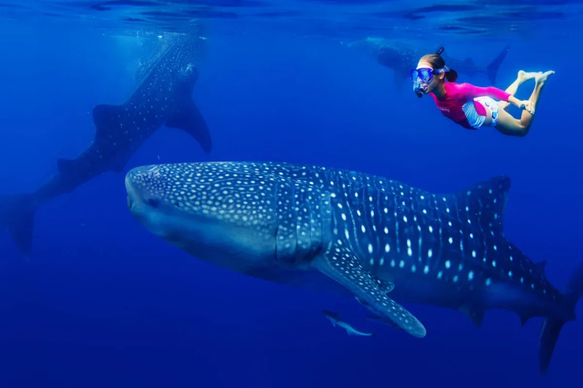 Tiburón ballena en el Caribe Mexicano